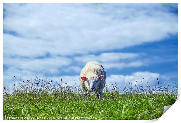 Sheep May Graze Print by Andrew Heaps