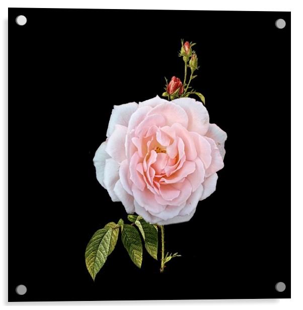 A September Rose Acrylic by Henry Horton