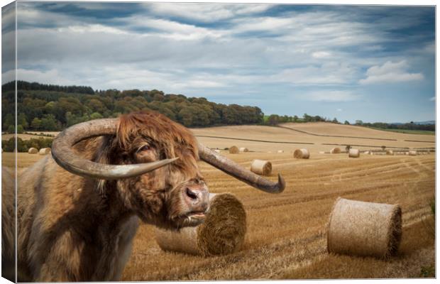 Horned Cow in Scottish Borders.  Canvas Print by George Cairns