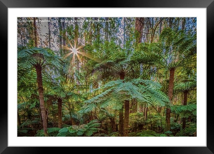 Sunlit Glade, Marysville, Victoria, Australia Framed Mounted Print by Pauline Tims