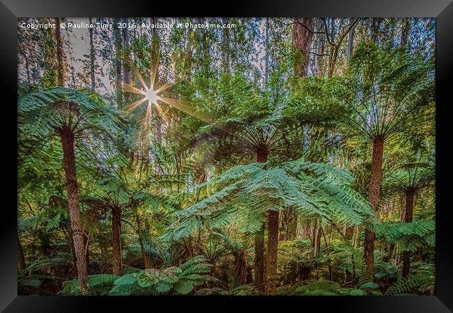 Sunlit Glade, Marysville, Victoria, Australia Framed Print by Pauline Tims