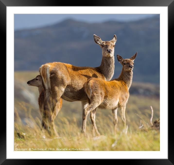 Highland fawns with Hind Framed Mounted Print by Tom Dolezal