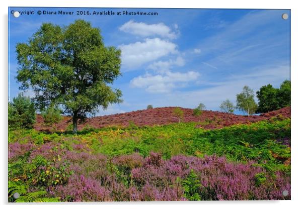Dunwich Heath in bloom  Acrylic by Diana Mower
