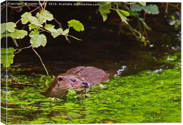 Otter 1 Canvas Print by Martin Kemp Wildlife