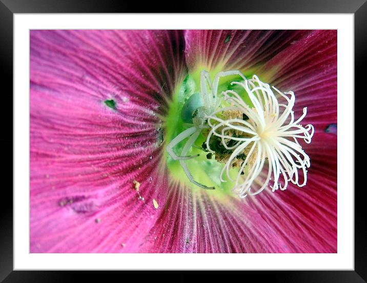         White spider hiding in hollyhock   Framed Mounted Print by Peter Balfour