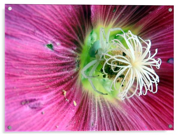         White spider hiding in hollyhock   Acrylic by Peter Balfour
