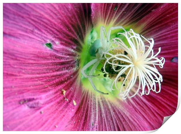         White spider hiding in hollyhock   Print by Peter Balfour