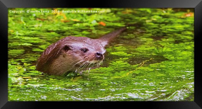 Otter 2 Framed Print by Martin Kemp Wildlife