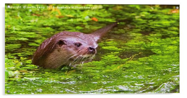 Otter 2 Acrylic by Martin Kemp Wildlife
