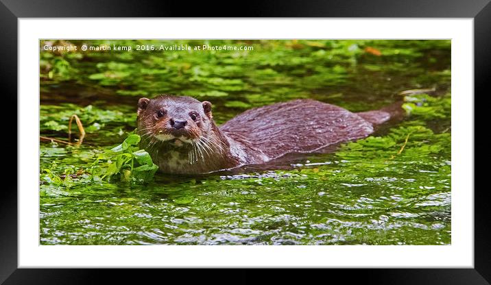 Otter 3 Framed Mounted Print by Martin Kemp Wildlife