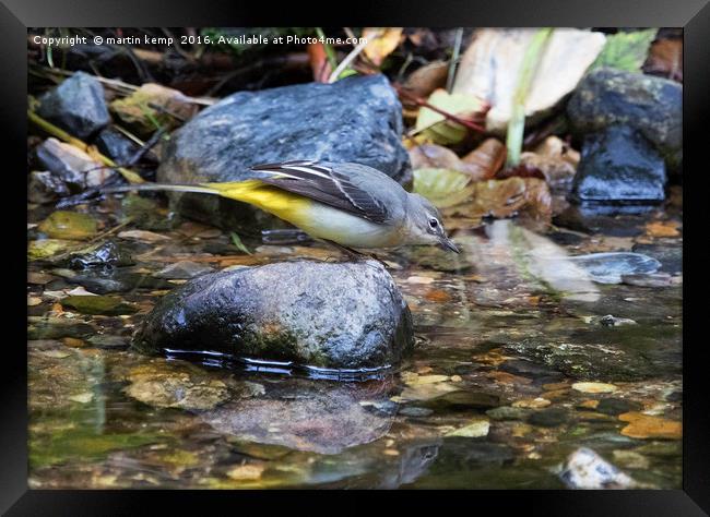 Grey Wagtail 2 Framed Print by Martin Kemp Wildlife