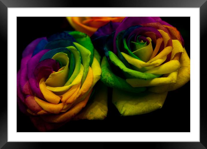 Rainbow RoseS Framed Mounted Print by Jenny Rainbow