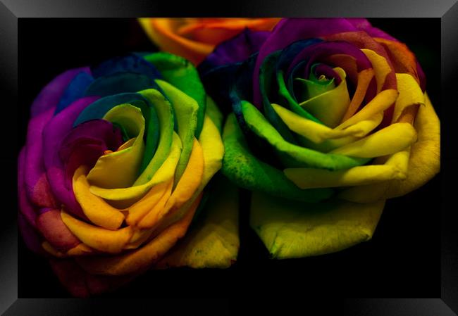 Rainbow RoseS Framed Print by Jenny Rainbow