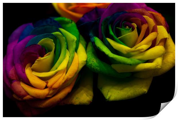 Rainbow RoseS Print by Jenny Rainbow