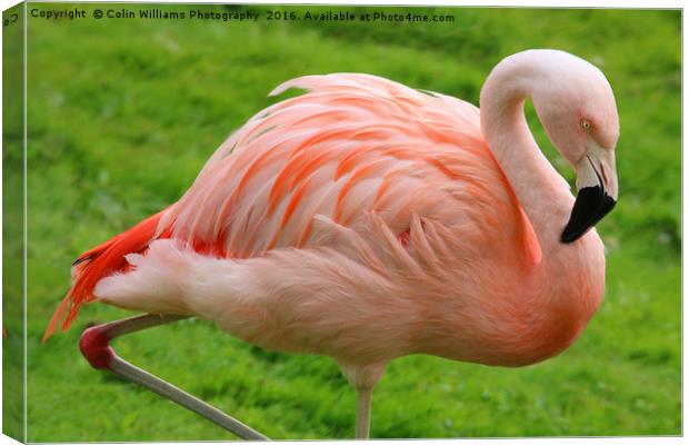 Pink Flamingo Canvas Print by Colin Williams Photography