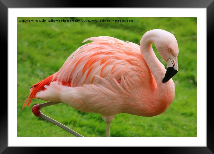 Pink Flamingo Framed Mounted Print by Colin Williams Photography