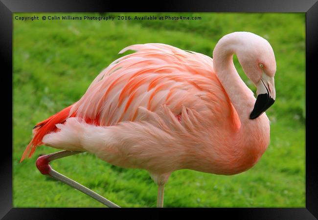 Pink Flamingo Framed Print by Colin Williams Photography