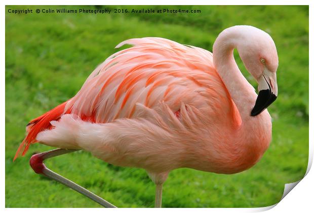 Pink Flamingo Print by Colin Williams Photography