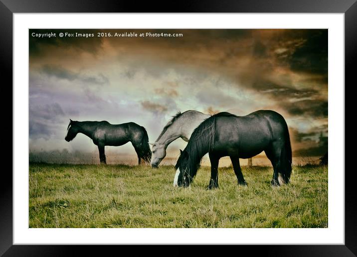 Horses on a hill Framed Mounted Print by Derrick Fox Lomax