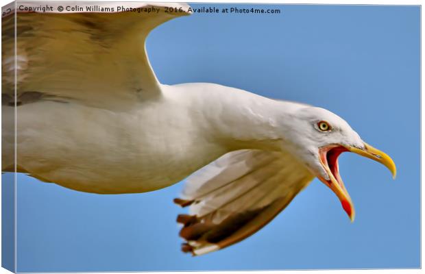 Seagull in Flight  Canvas Print by Colin Williams Photography