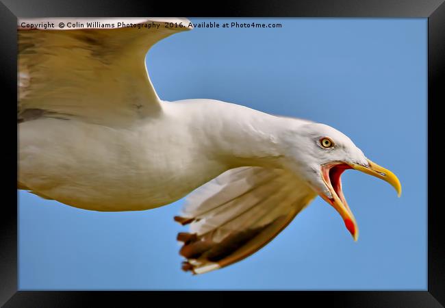 Seagull in Flight  Framed Print by Colin Williams Photography