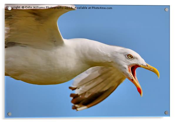 Seagull in Flight  Acrylic by Colin Williams Photography