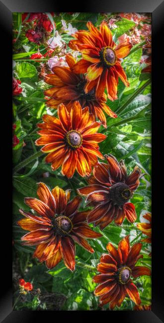 floral beauty Framed Print by sue davies