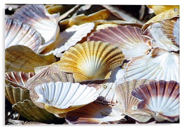 Sea Shells Acrylic by Jacqi Elmslie