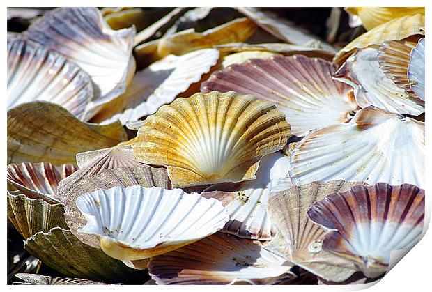 Sea Shells Print by Jacqi Elmslie
