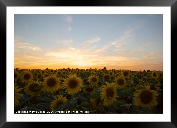 Field of Dreams Framed Mounted Print by Phil Dodds