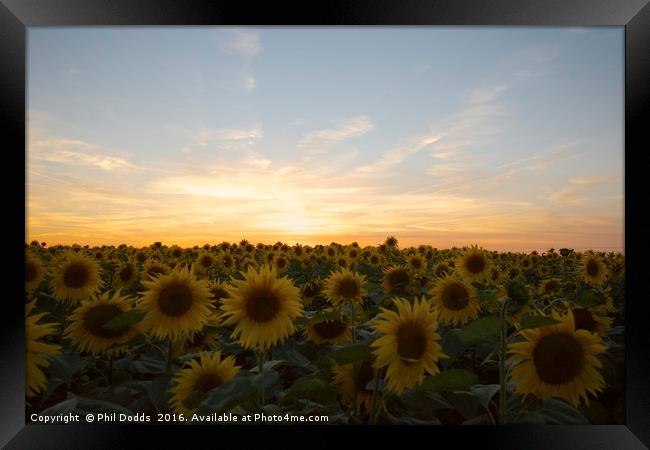 Field of Dreams Framed Print by Phil Dodds