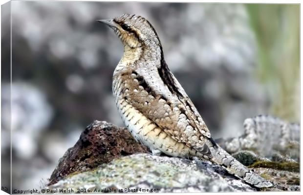 Wryneck Canvas Print by Paul Welsh