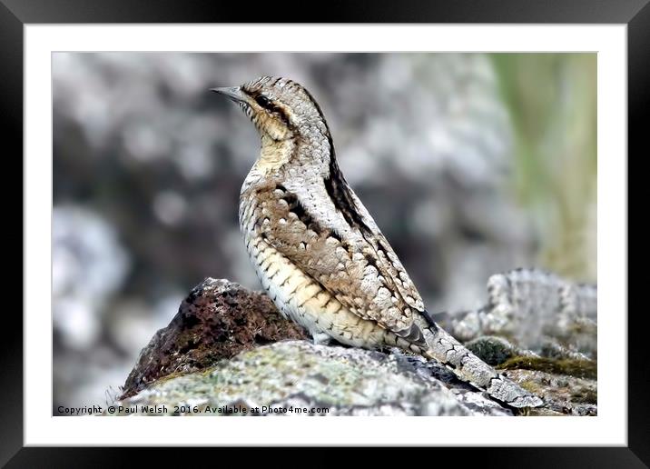 Wryneck Framed Mounted Print by Paul Welsh