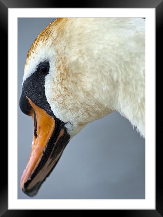 Swan Framed Mounted Print by richard downes