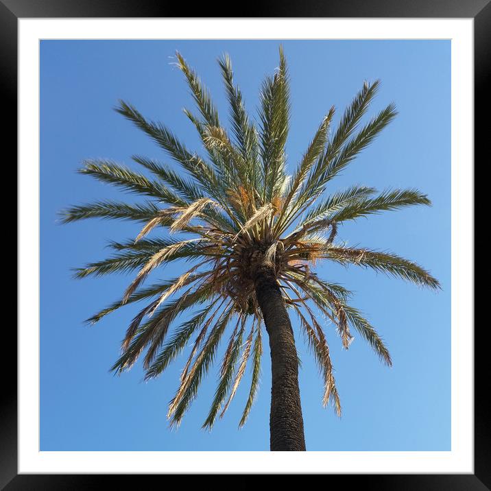 crown of a palm tree Framed Mounted Print by Marinela Feier