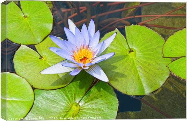 Single Purple water lily in pond. Canvas Print by Jamie Pham