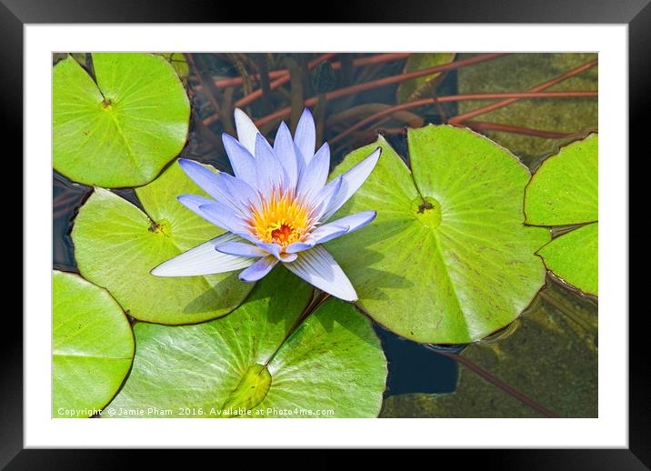 Single Purple water lily in pond. Framed Mounted Print by Jamie Pham
