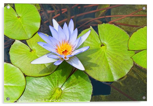 Single Purple water lily in pond. Acrylic by Jamie Pham