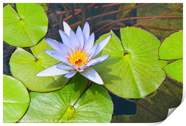 Single Purple water lily in pond. Print by Jamie Pham