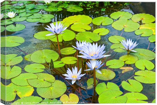 Purple water lilies in a pond. Canvas Print by Jamie Pham