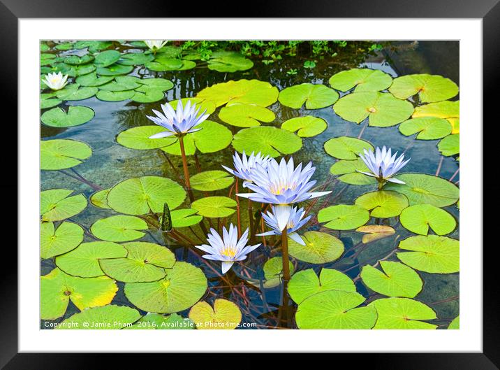 Purple water lilies in a pond. Framed Mounted Print by Jamie Pham