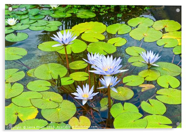 Purple water lilies in a pond. Acrylic by Jamie Pham