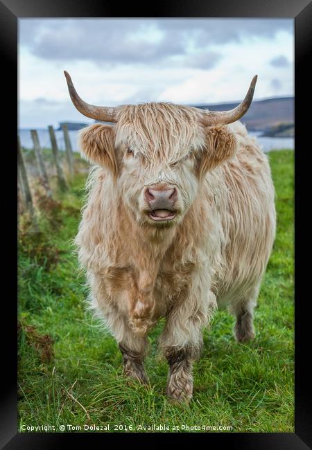Assynt Highland cow Framed Print by Tom Dolezal