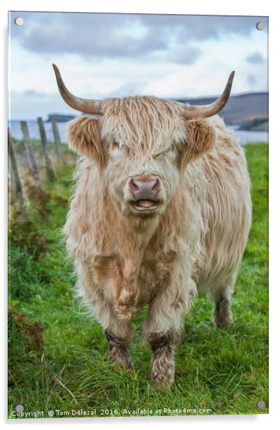 Assynt Highland cow Acrylic by Tom Dolezal