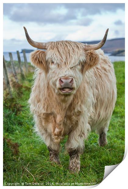 Assynt Highland cow Print by Tom Dolezal