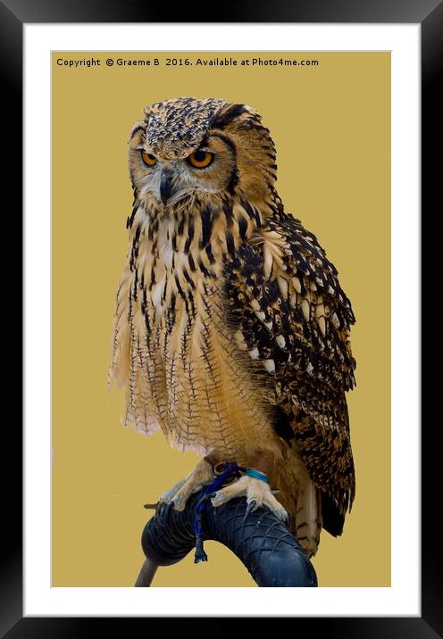 Serious Look Framed Mounted Print by Graeme B
