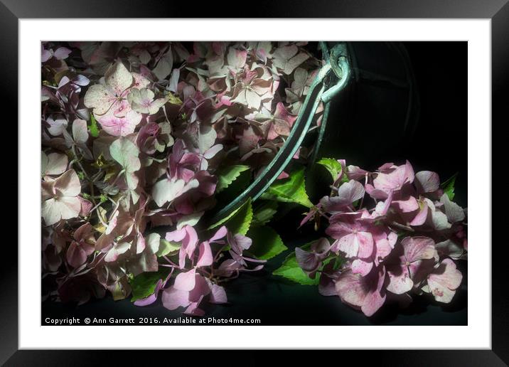 Bucket of Pink Hydrangeas Framed Mounted Print by Ann Garrett
