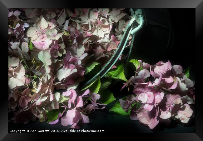 Bucket of Pink Hydrangeas Framed Print by Ann Garrett