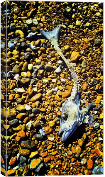 Fish on beach Canvas Print by Carmel Fiorentini