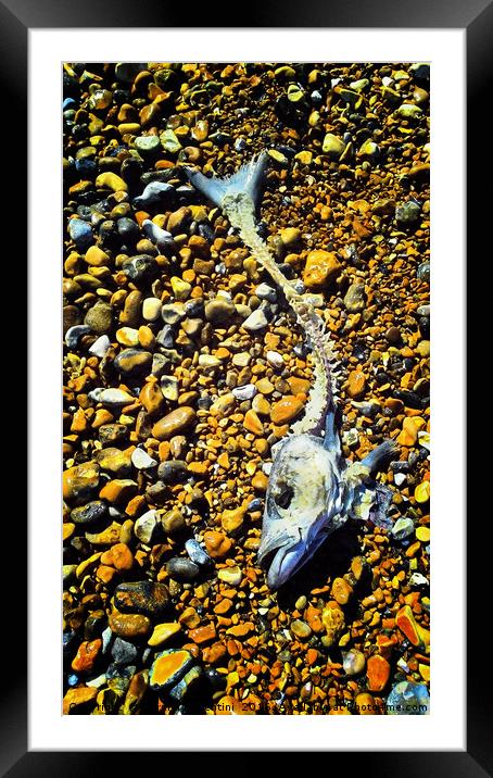Fish on beach Framed Mounted Print by Carmel Fiorentini